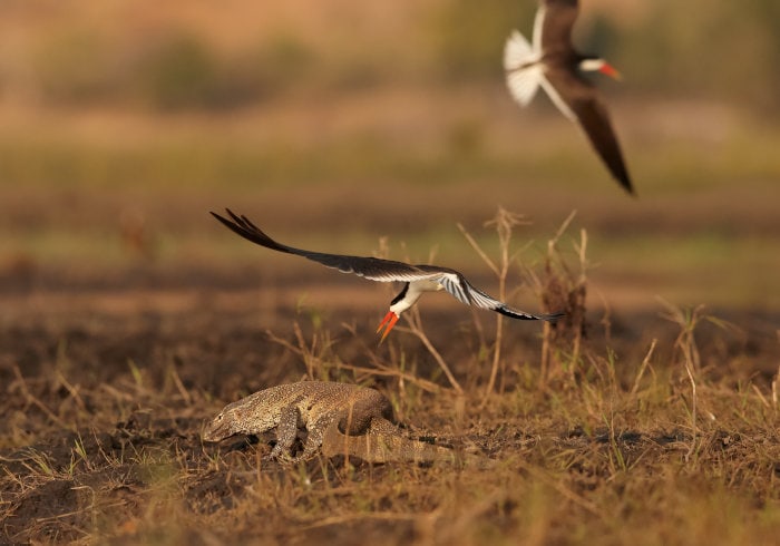 Pair of African skimmers chasing a Nile monitor lizard from their nest