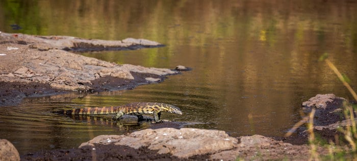 Nile Monitor crossing a small body of water, Kruger