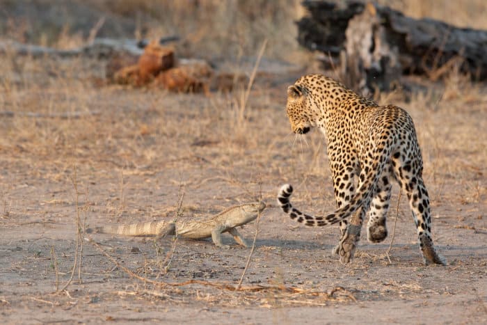 Monitor lizard vs leopard encounter