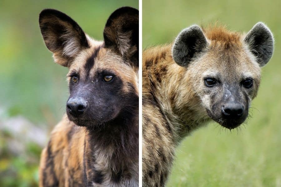 African wild dog vs hyena: learn the difference between the two species