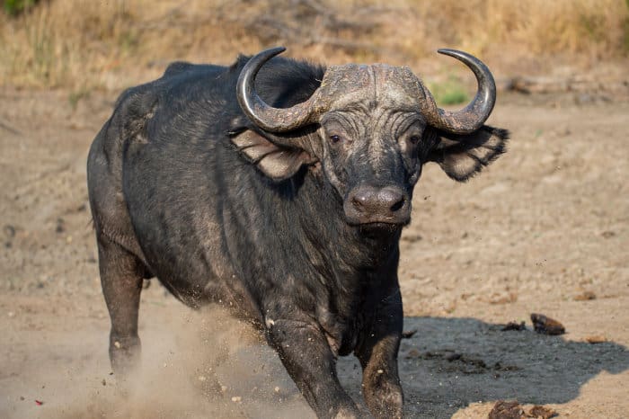 Cape buffalo in charging mode, chasing off lions
