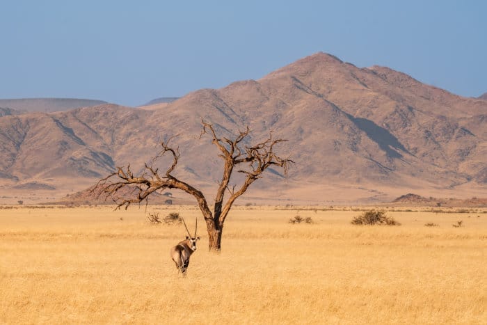 Lone gemsbok in the Namib Desert, Namibia