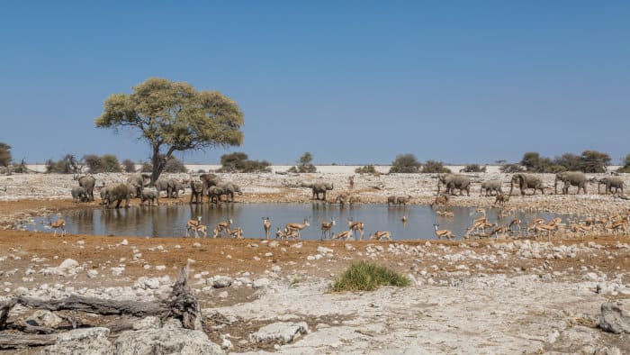 Okaukuejo waterhole animals, including elephants, springbok and kudu