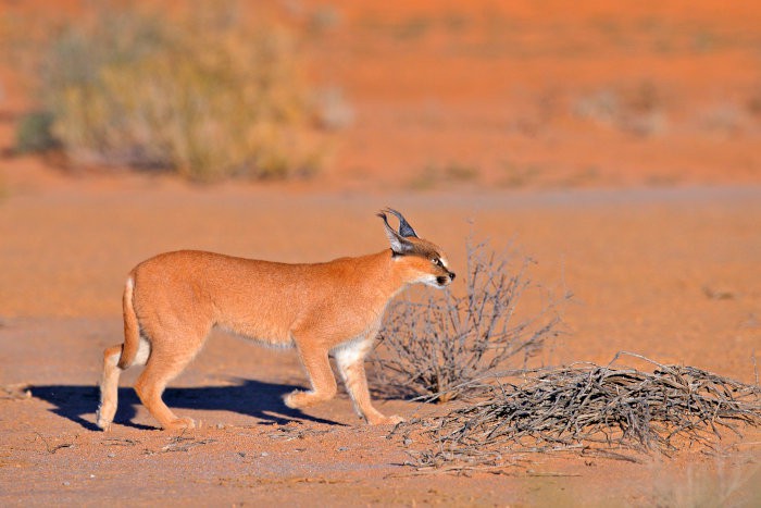 Caracal cat walking at a fast pace in the Kgalagadi dunes