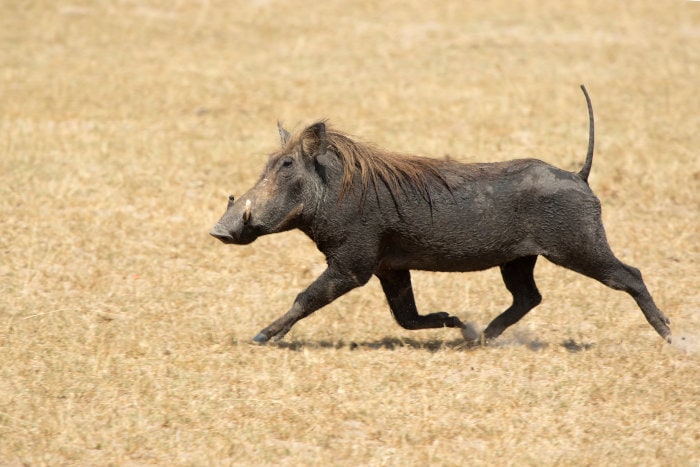 Common warthog running across the African savanna, with its tail in the air