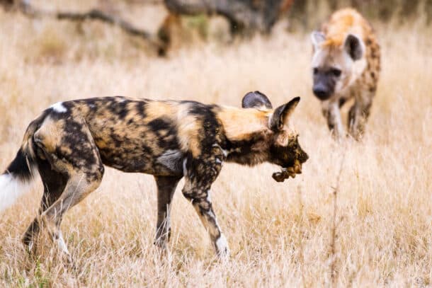 African Wild Dog vs Hyena: Comparing These Social Species