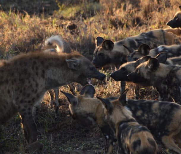 African Wild Dog vs Hyena: Comparing These Social Species