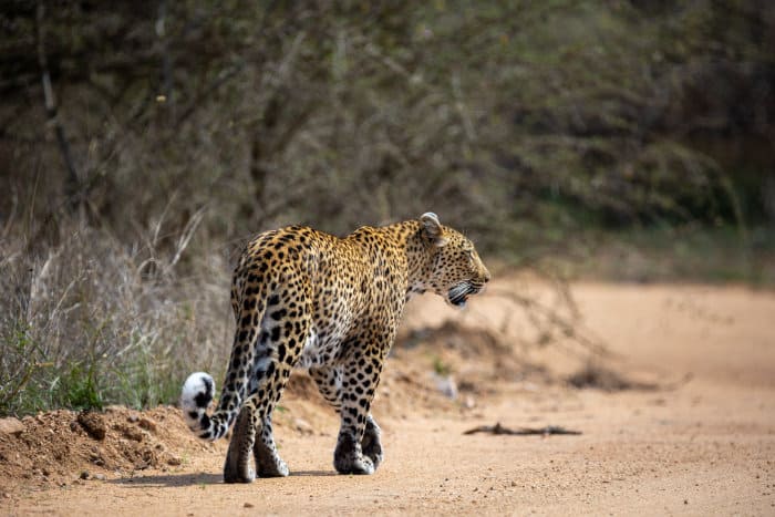 An African leopard emerges in front of the dirt road