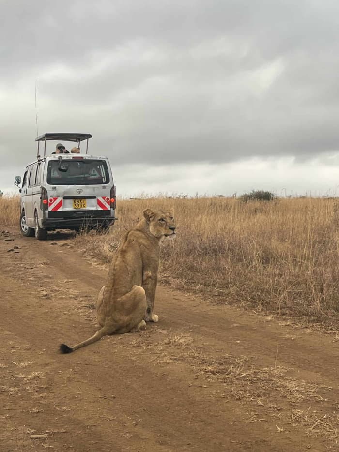 Lioness in front of a minibus in Nairobi National Park