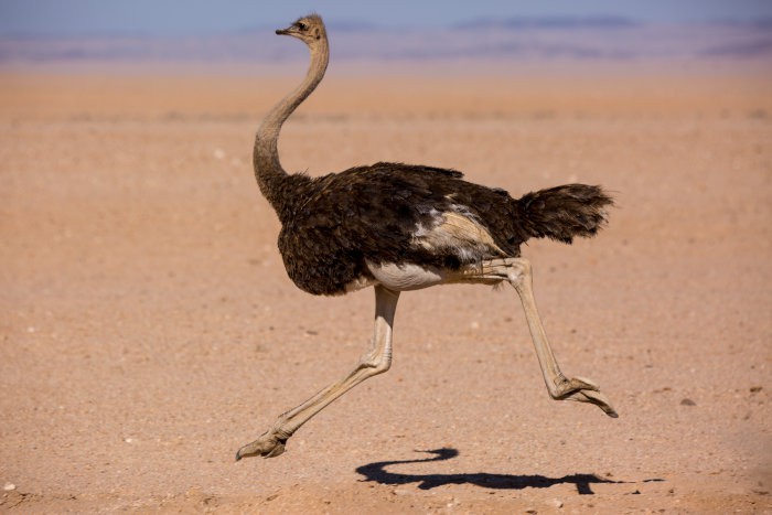 Ostrich running at high speed in the Namib desert