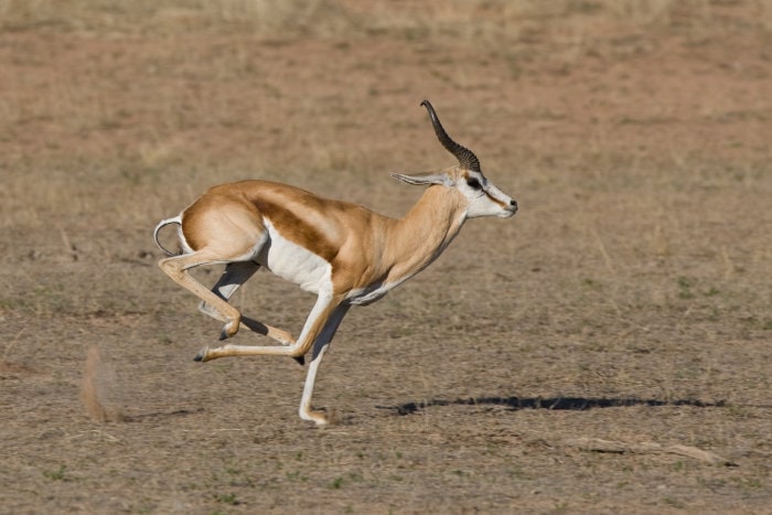Male springbok running at full speed in the Kalahari desert
