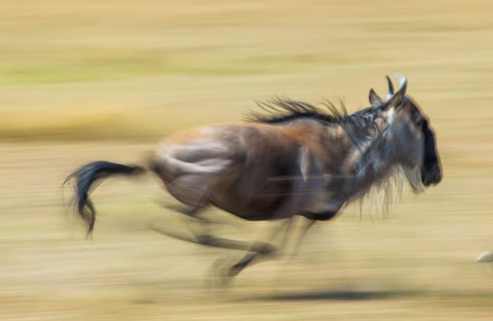 Blue wildebeest running at top speed, in blurry motion