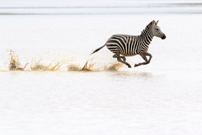 Plains zebra running at top speed in splashing water, Ngorongoro Crater