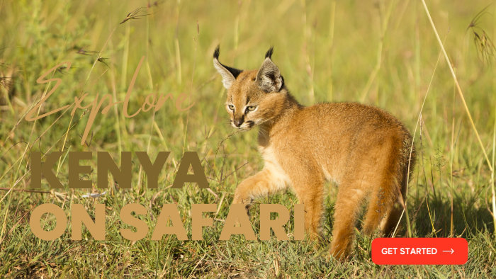 Kenya safari deals