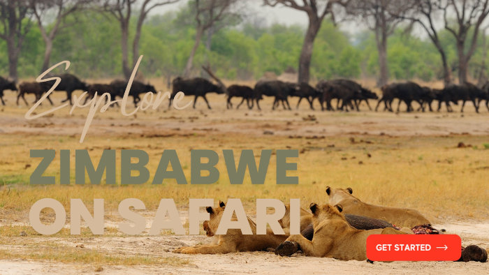 Zimbabwe safari deals