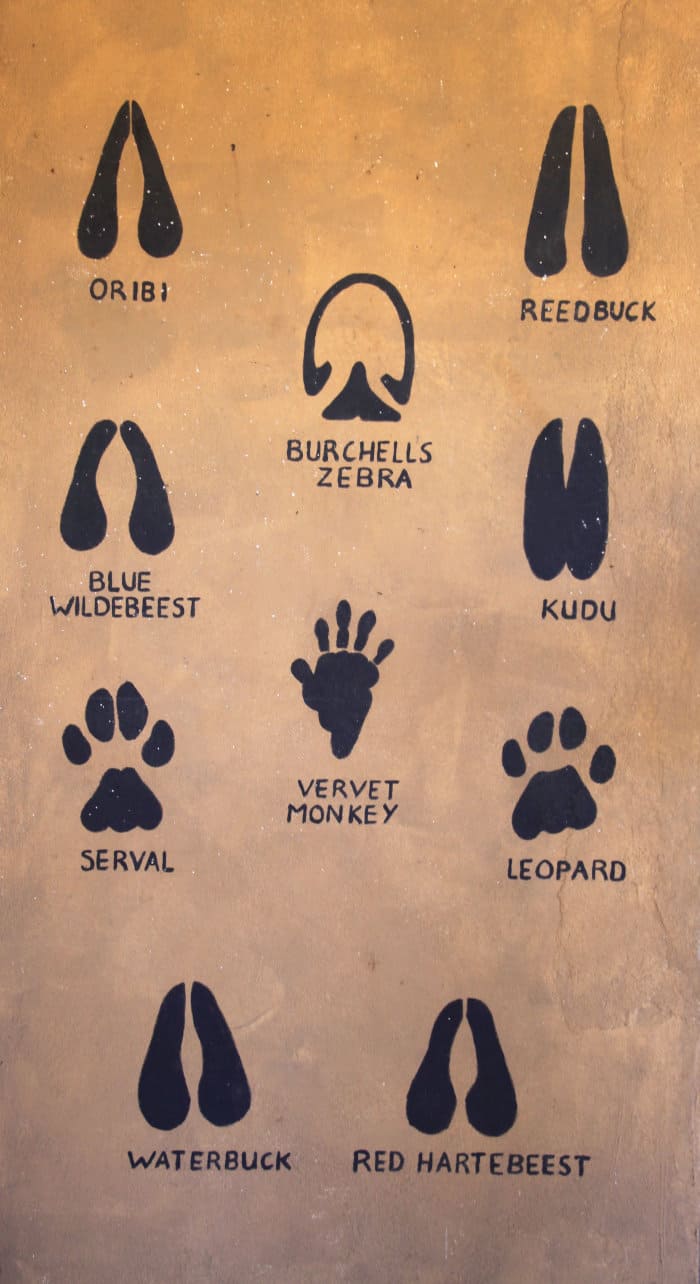 Illustration of African animal footprints, including those of the blue wildebeest