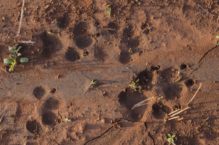 African wild dog paw prints in muddy soil