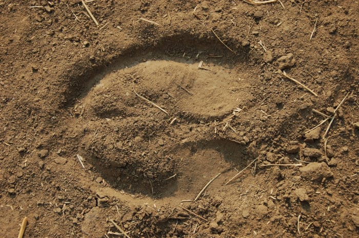 Cape buffalo footprint