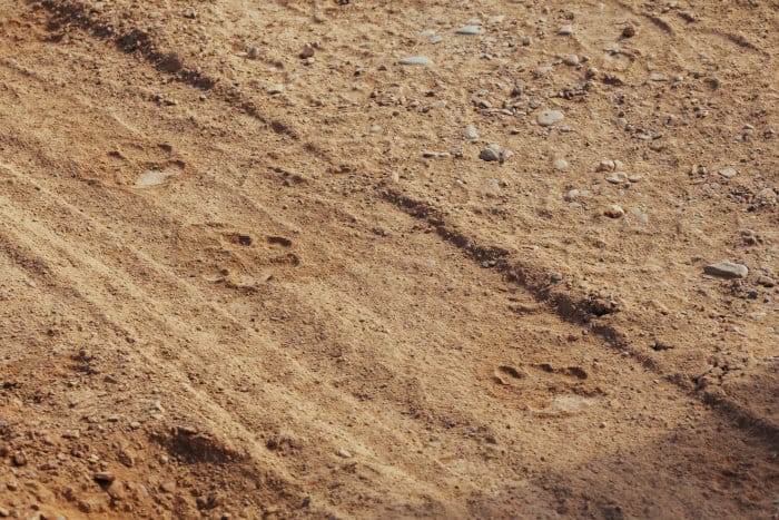 Cheetah tracks on a dirt road