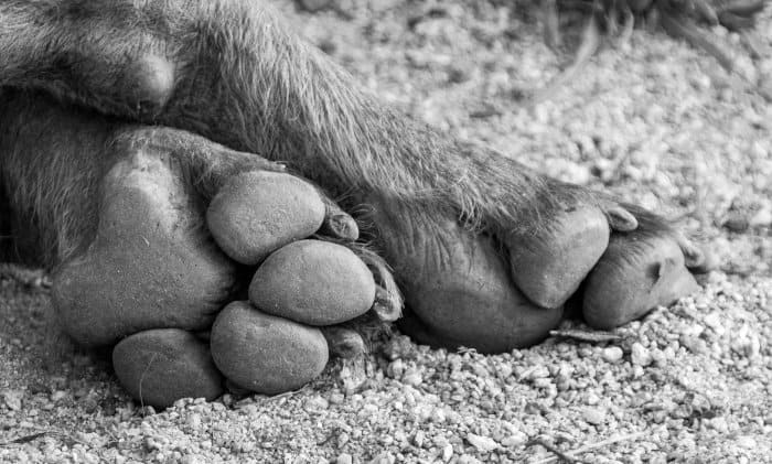 Spotted hyena paws in black and white