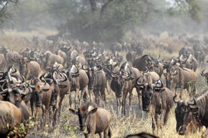 Large herd of blue wildebeest during their migration in the Serengeti