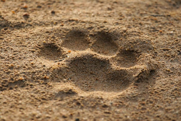 Lion's paw print in the sand, revealing three lobes on the back pad of the foot
