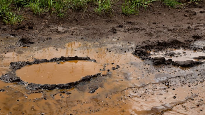 Muddy elephant tracks filled with water