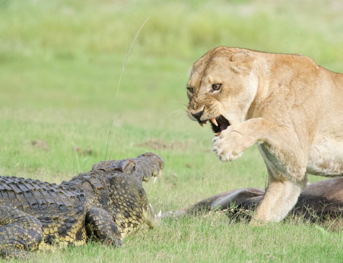 Lioness fiercely defending her kill from a hungry crocodile