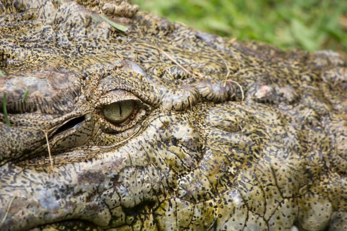 A crocodile's ear, located behind its eye