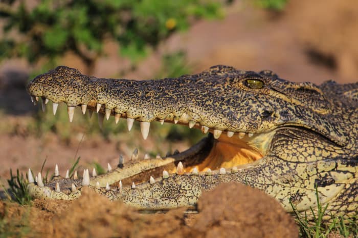 Close up of a crocodile's mouth and sharp teeth