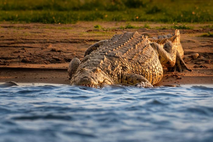 Huge Nile croc reaching for water