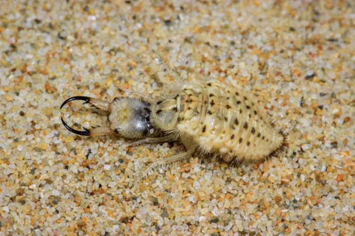 Full body picture of an antlion larva in the sand, Southern Africa