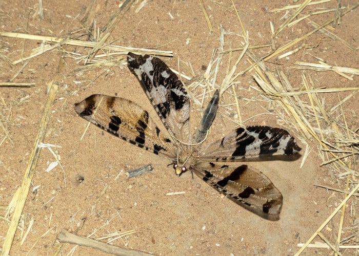 Adult black-banded veld antlion pictured at night in Ruaha National Park
