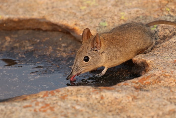 Eastern rock elephant shrew drinking from puddle in Matobo National Park