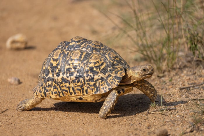 Medium-sized leopard tortoise, member of the Little Five safari animals