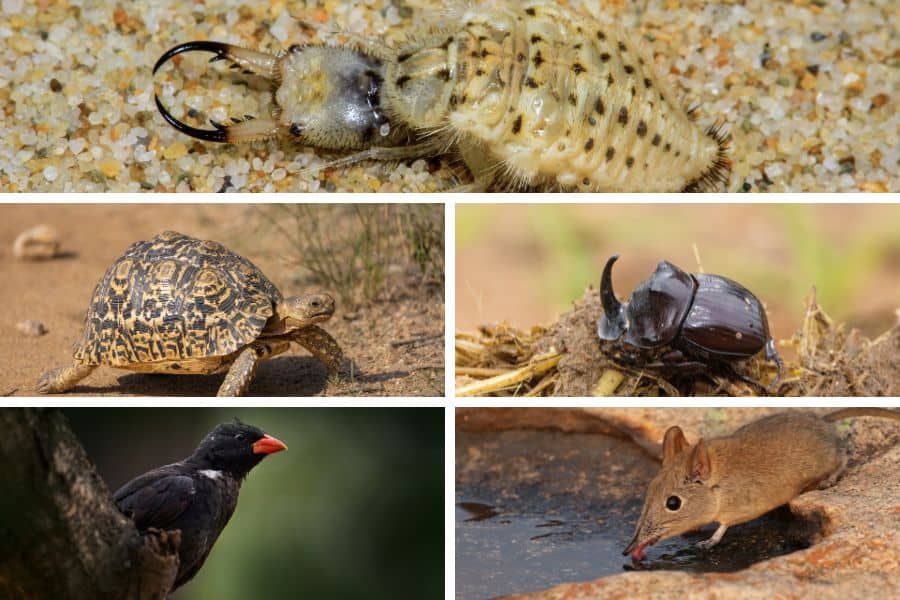 Mosaic of the little five safari animals including antlion, rhino beetle, leopard tortoise, elephant shrew and buffalo weaver