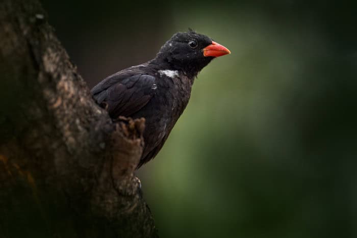 Red-billed buffalo weaver portrait perched on a tree, Maun