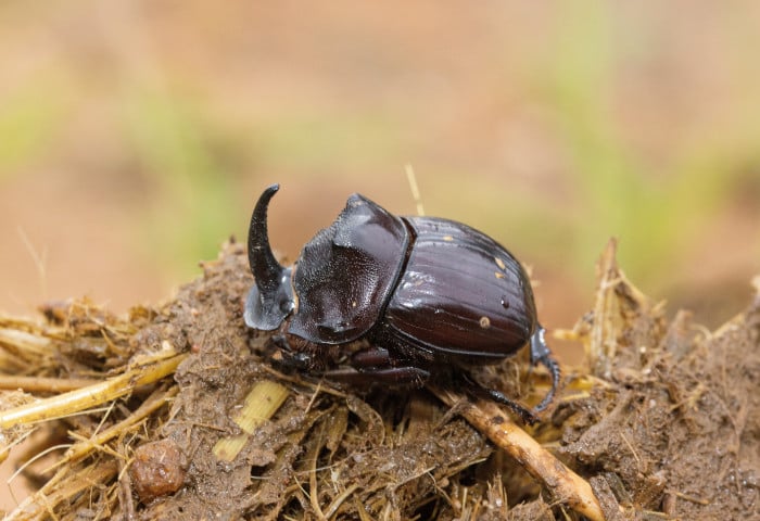 Male rhinoceros beetle with its distinctive horn, Africa