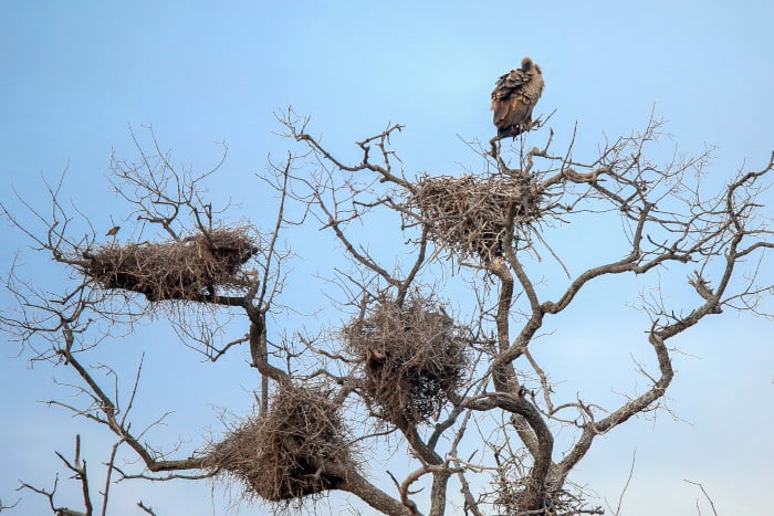 African vulture above its nest, with buffalo weaver nests on the side