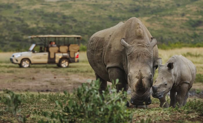 Mother rhino and her calf spotted on a game drive near Rhino Ridge Safari Lodge