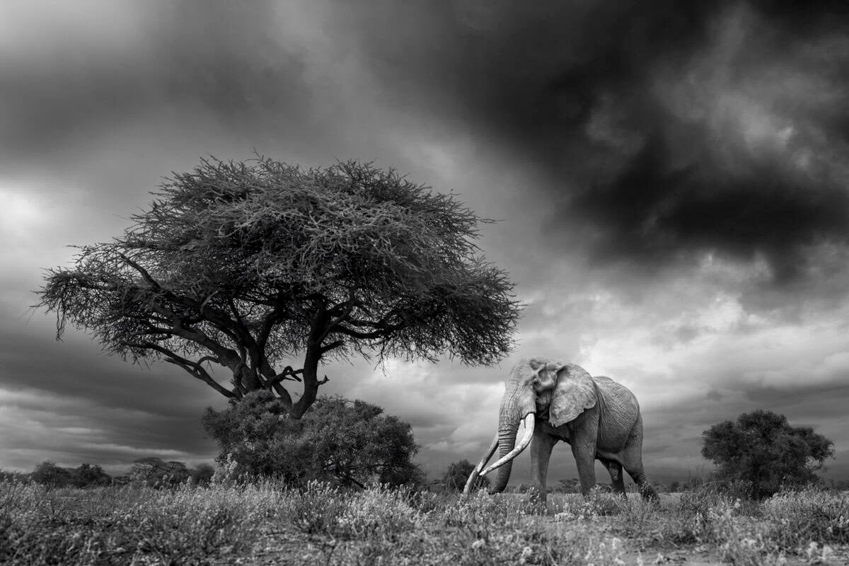 Big tusker Craig and an approaching storm, Amboseli