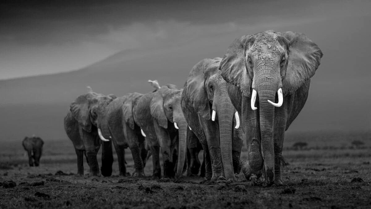 Elephants walking through the grass in a single file, spaced out evenly, Amboseli
