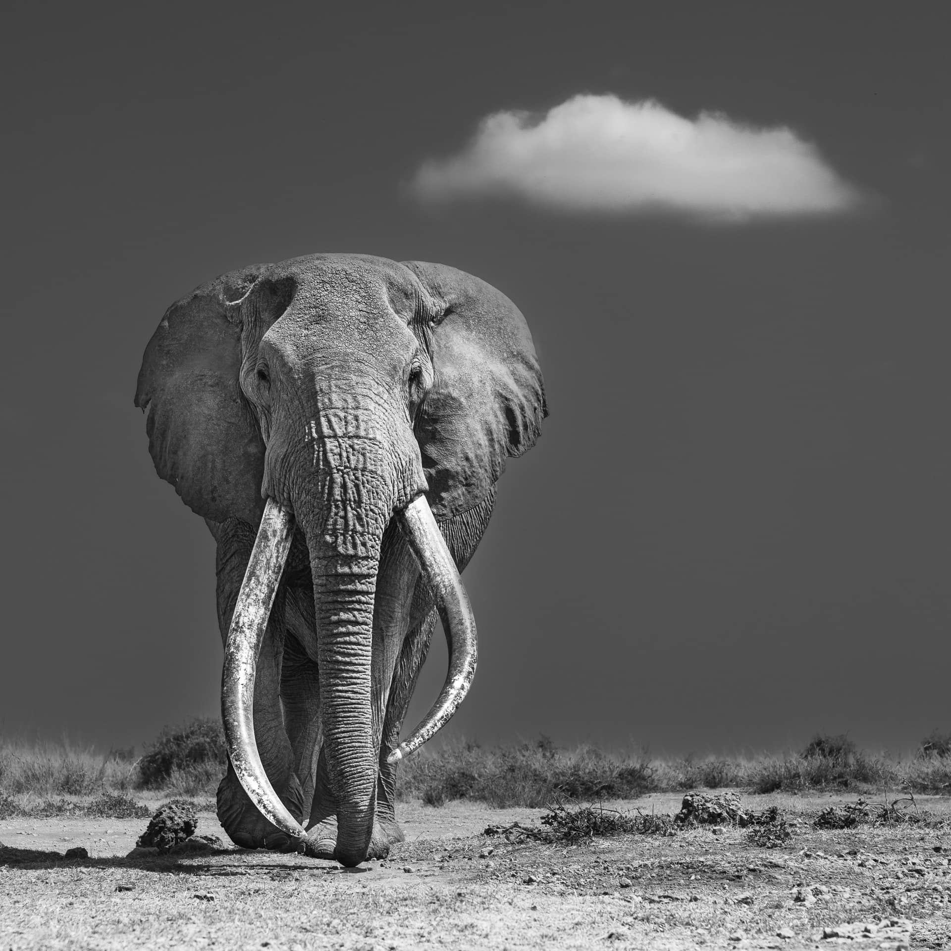 Super tusker Craig beneath the cloud