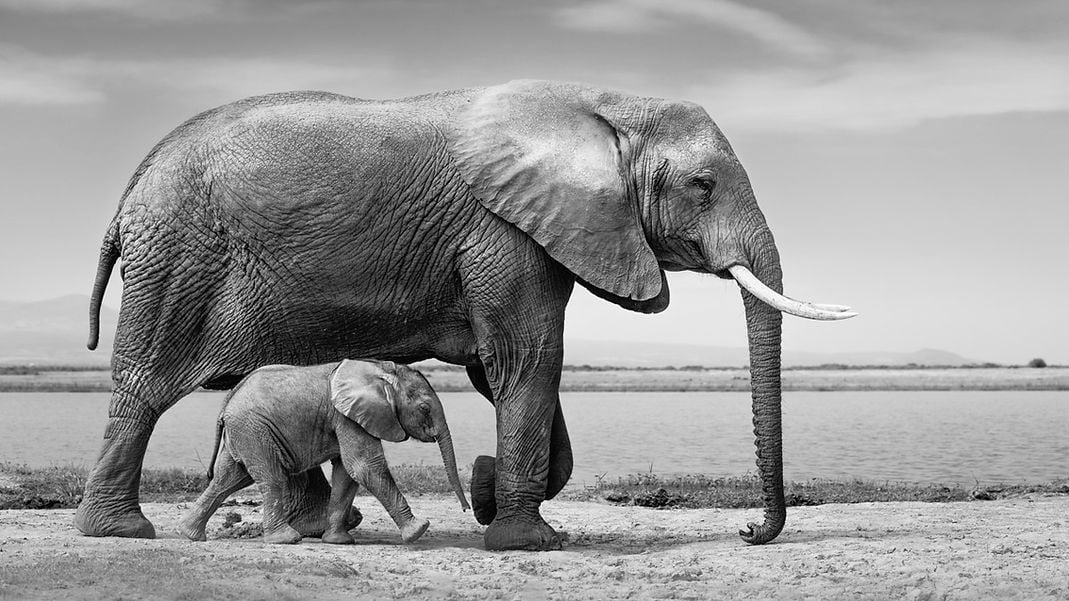 Mother elephant and tiny calf walking beneath it, with body of water in the background